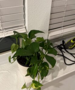 Miracle-Gro Pour & Feed Plant Food, Fertilizer Instantly Feeds Live Plants, For Outdoor & Indoor Plants in Containers, 32 oz. 21 715A3fGroPL