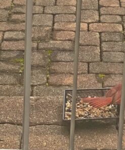 Kaytee Wild Bird Food Nut & Fruit Seed Blend For Cardinals, Chickadees, Nuthatches, Woodpeckers and Other Colorful Songbirds, 5 Pounds 5 Pound (Pack of 1) 39 715Cv3jhRlL 1