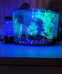 GloFish Aquarium Fish Tank Kits, Includes Fish Tank Decorations and LED Lighting, Tetra Filter and Water Conditioner 5-gallon crescent kit 35 715Ek9fCpYL