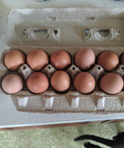 Egg Cartons - 250 Count 11 715HkVxyYjL