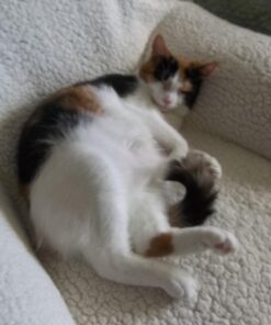 IRIS USA Open-Top Cat Litter Box with Shield and Scoop, Navy 40 715J8we7DL