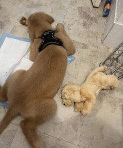 Alternative view of Aurora® Adorable Flopsie™ Goldie™ Stuffed Animal - Playful Ease - Timeless Companions - Brown 12 Inches Single