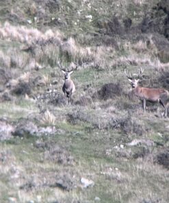 Vortex Optics Solo Monocular 10x36 33 715MitZ2B4L