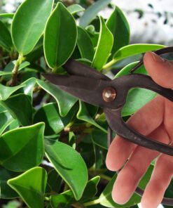 BambooMN Bonsai Basics Set - 8" Concave Cutter, 7" Heavy Duty Shear - 1 Set Concave Cutter & Heavy Duty Shear Set 14 715NTB0inXL 1