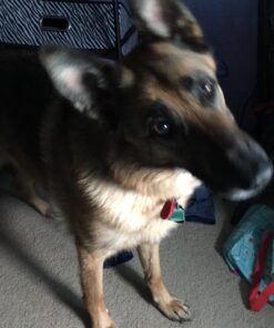 Sounds True Through A Dog's Ear, Vol. 1: Music to Calm Your Canine Companion 13 715OWurlkeL 1