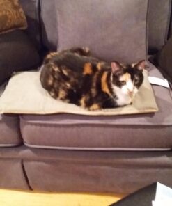 K&H Pet Products Heated Thermo-Kitty Mat, Indoor Heated Cat Bed, Pet Heat Pad for Indoor Cats and Small Dogs, Cat Heating Pad, Electric Thermal Warming Cat Bed Mat, Sage/Tan 12.5 X 25 Inches Pet Bed 42 715PdtFiOyL