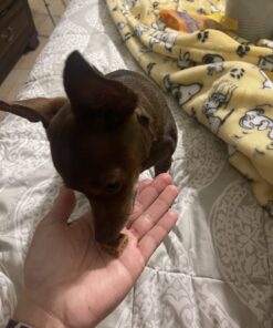 Wellness Soft Puppy Bites Natural Grain-Free Treats for Training, Dog Treats with Real Meat and DHA, No Artificial Flavors (Lamb & Salmon, 3-Ounce Bag) Soft Treats Lamb & Salmon 3 oz 37 715Qn7sPMzL