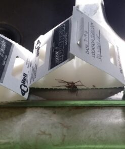 Trapper Insect Trap (Great for Bed Bugs, Spiders, Cockroaches) - Includes 90 Traps 19 715Rjp xt0L