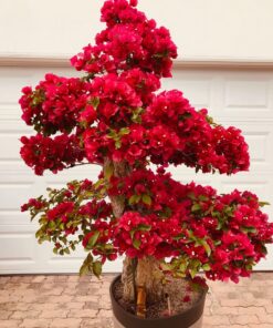 SUPERthrive The Original Vitamin Solution - Liquid Concentrate, May Add to Any Fertilizing Program, 4 fl. oz. 4 Ounces 39 715US1y suL