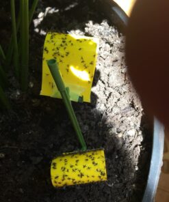 Safer Brand 5026 Houseplant Sticky Stake Insect Traps for Indoor Plants - Controls Fungus Gnats, Whiteflies, Midges, Thrips, Fruit Flies, and Black Flies - 1 Pack, 7 Traps 32 715WlPXgYpL