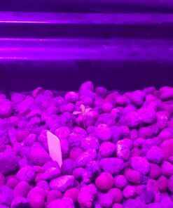 KingLED Newest 3000w LED Grow Lights with LM301B LEDs 4 * 2ft Coverage Full Spectrum Grow Lights for Indoor Hydroponic Plants Veg Bloom Greenhouse Growing Lamps 44 715Xkur0kLL