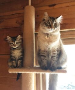 Purina Pro Plan With Probiotics, High Protein Dry Kitten Food, Chicken & Rice Formula - 7 lb. Bag 37 715Zzyh8B9L