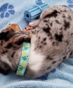 KONG - Puppy Teething Stick - Teeth Cleaning Dog Chew Toy (Assorted Colors) - for Small Puppies Standard Packaging 30 715cGSfMMTL