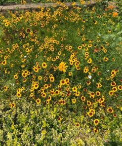 Eden Brothers All Perennial Wildflower Mixed Seeds for Planting, 1/4 lb, 120,000+ Seeds with Lupine, Shasta Daisy | Attracts Pollinators, Plant in Spring or Fall, Zones 3, 4, 5, 6, 7, 8, 9, 10 1/4 Pound 63 715cl4x7ikL