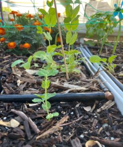 Xtreme Gardening HGC721205 Mykos Pure Mycorrhizal Inoculant Organic Root Enhancer, 2.2 lbs, Black 2.2 lbs. 26 715elUtvldL