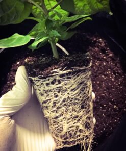 Xtreme Gardening HGC721205 Mykos Pure Mycorrhizal Inoculant Organic Root Enhancer, 2.2 lbs, Black 2.2 lbs. 34 715i1yHHQIL