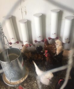 Royal Rooster 1 Gallon Automatic Twin Chicken Waterer with 2 Gravity-Feed Valve-Operated Drinking Cups - Indoor and Outdoor Coop Hanging Chicken, Duck and Poultry Water Dispensing System 23 715iml SzeL