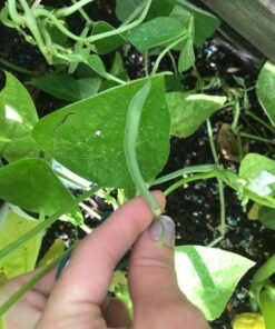 Backyard Safari Company Sunny-Side Up Gardens, Little Pizza Garden 16 715jvjwQtoL