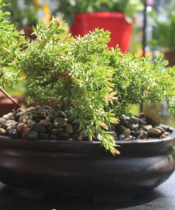 9Greenbox Best Gift Bonsai Juniper Tree, 4 Pound Style 2 28 715nS38SXDL