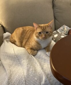 Kieba Hemorrhoid Treatment Donut Tailbone Cushion, Prostate Pillow, Pregnancy, Post Natal, Bed Sores, Coccyx, Sciatica, 18 Inches. Ultra Premium Comfort Foam (Black) Black 22 715onUfsGHL