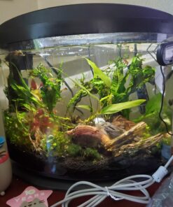 Natural Cholla Wood for Aquarium Decoration, Shrimp, Hermit Crab, Chew Toys for Small Pets (4 Inches Long(Pack of 3)) 4 Inches Long(Pack of 3) 32 715rpJJdRwL