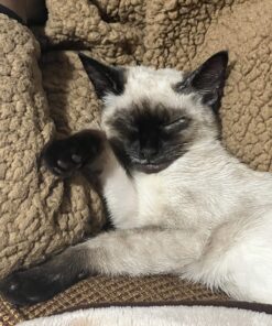 Advantage II Kitten Vet-Recommended Flea Treatment & Prevention | Cats 2-5 lbs. | 2-Month Supply 31 715sDxAw6L