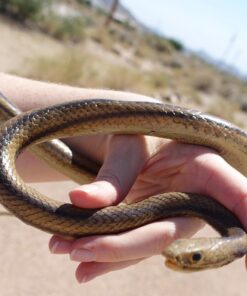 Alternative view of MameJo Lifelike Rubber Replica Yellow Rat Snake 48" Action Figure 48Inch