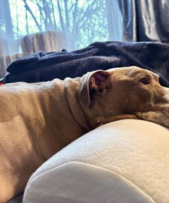 Cushy Form Bolster Pillow for Lumbar and Leg Support - 20.5 x 8 x 4.5 Inches Half Moon Memory Foam Cushion for Stomach, Back & Side Sleepers - Roll Pillows for Back and Neck w/Washable Cover Semi Roll - 4.5" 58 715tgvm7iHL