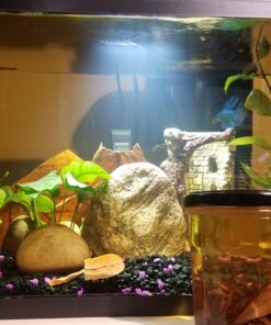 SunGrow 50 pcs Catappa Indian Almond Leaves for Betta Fish Tank Aquarium, 2” Water Conditioner Leaves, Leaf Also Suitable for Shrimp, Goldfish, Guppy and Frogs 50 Leaves 62 715wEMq7SnL