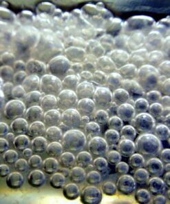 Alternative view of Hydor Betta Bowl Slim Fish Tank Heater, 7.5-watt, measures 5.4L x 2.5W inches oval, black; For tanks 2-5 gallons 7.5 Watt, Oval, up to 5 gal