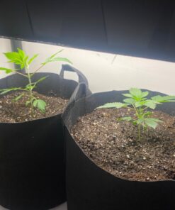 FoxFarm FX14047 2-Cubic Feet FoxFarm Happy Frog Potting Soil 2 cubic feet 14 715waQXMv L