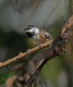 Sigma 1.4x Teleconverter TC-1401 for Canon Canon SLR Mount 31 716 TZteYHL