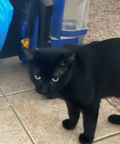 Hartz Just For Cats Midnight Crazies Cat Toy Balls - Assorted, for All Breed Sizes 24 716 rVVl93L 1