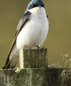 Sigma 150-600mm 5-6.3 Sports DG OS HSM Lens for Canon Canon SLR Mount US Version 91 716 xsl37kL