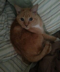 Nutramax Cosequin Joint Health Supplement for Cats - With Glucosamine and Chondroitin, 55 Capsules 34 7162mxSQgTL