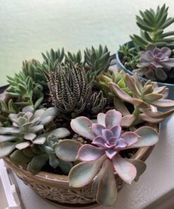 Espoma Organic Perlite; All Natural and Approved for Organic Gardening. Helps Loosen and Aerate Heavy Soils, Prevent Compaction & Promotes Root Growth – Pack of 1 8 quart 32 7165F3Gz68L 1