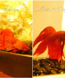 Hikari Betta Revive.08oz 23 7165MTKNcQL