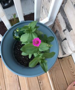 Outsidepride Zinnia Elegans Lilliput Heat & Drought Tolerant Garden Cut Flower Mix - 1000 Seeds Lilliput Mix 74 7168divfnIL