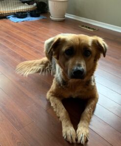 Capstar Fast-Acting Oral Flea Treatment for Dogs 28 716AWBiTL