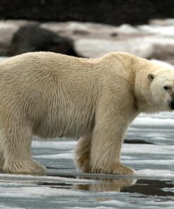 Sigma 150-600mm 5-6.3 Sports DG OS HSM Lens for Canon Canon SLR Mount US Version 109 716IMOjk2IL