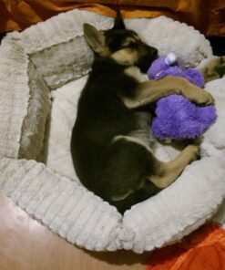 KONG - Cozie™ Rosie Rhino - Indoor Cuddle Squeaky Plush Dog Toy - For Medium Dogs 39 716LBCNiFAL