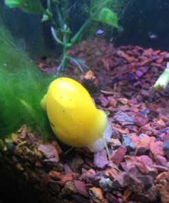Golden Mystery Snail - 1/2"-2" - Algae Eater for Aquariums 42 716MFCRxyPL