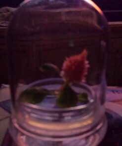 BLOOMIFY Celosia Flower Terrarium, Zero Care, Cockscomb, 4" Jar 34 716Mojo5hhL