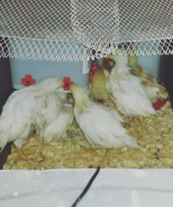 RentACoop 2 Gallon Chicken BPA-Free Plastic Bucket Waterer Set with 4 Horizontal Nipples - Corner Placement 41 716NHH8ydUL