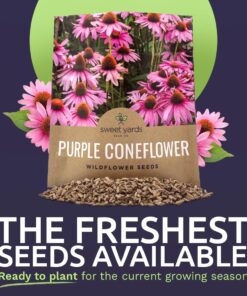 Purple Coneflower Seeds – Extra Large Packet – Over 3,000 Open Pollinated Non-GMO Wildflower Seeds – Echinacea purpurea 1 Ounce Pouch 17 716OGSZgOeL