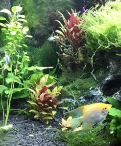 CaribSea Eco-Complete 20-Pound Planted Aquarium, Black 20 POUNDS 29 716OJGsWsRL