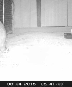 Predator Guard Solar Powered Predator Deterrent LED Light - Scares & Deters Nocturnal Animals Away, Built to Repel Coyote, Fox, Skunk, Bear, Racoon & Wild Creatures - Protect Your Property! 1 29 716S06mpS4L