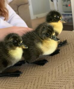 HovaBator 2370 Egg Incubator Deluxe Combo Kit, Electronic Thermostat, Circulating Air Fan, Automatic Egg Turner, Hygrometer for Humidity Measurement, Quail - Goose Hatching Eggs, Poultry 37 716WSYB4fL