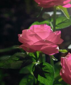 Alternative view of XLUX Outdoor Solar Powered Rose Lights, Decorative Flower lamp, for Garden Yard Patio Pathway Lighting, Rainproof, Pink 2 Pack