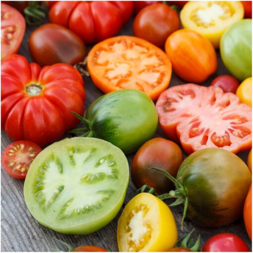 Seed Needs, Rainbow Blend Tomato Seeds for Planting (10+ Varieties) Twin Pack of 70 Seeds Each - Heirloom, Non-GMO & Untreated Twin Pack (140 Seeds)